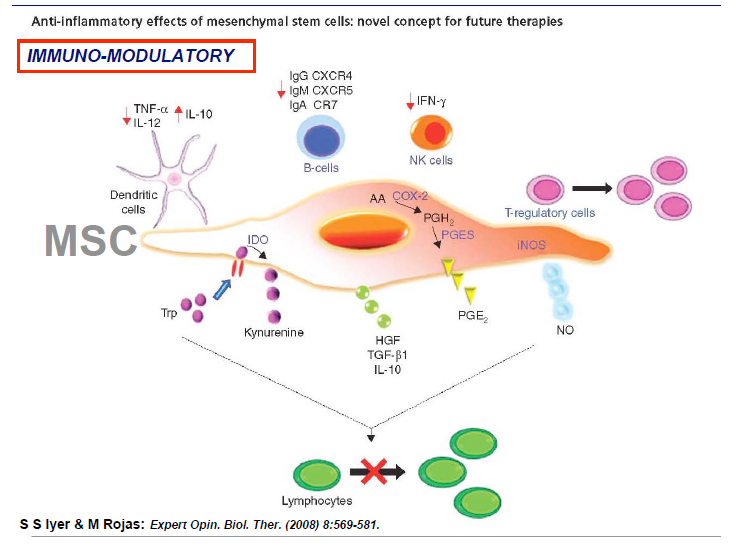 Cell effect. Mesenchymal Stem Cells. Клетки MSC. Anti inflammatory Effect. MSC-5 Cells.